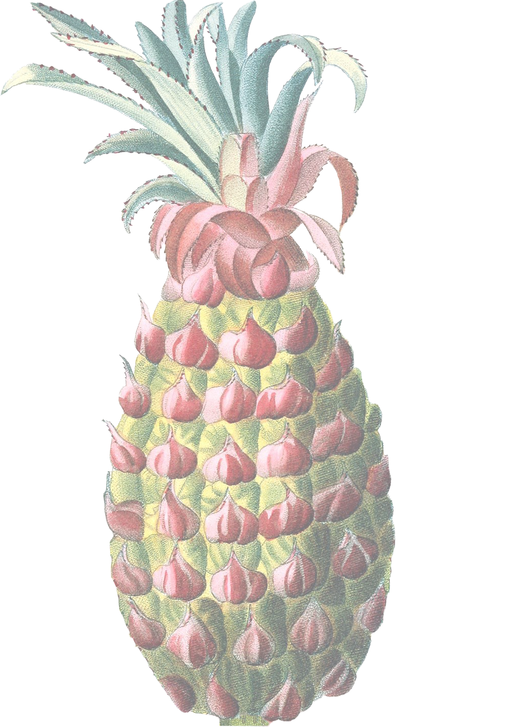 Pineapple Logo Large Transparent